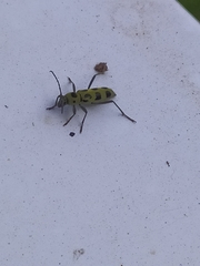 Chlorophorus herbstii