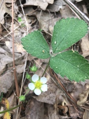 Fragaria vesca americana