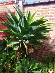 Agave