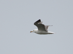 Larus armenicus