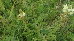 Pedicularis uralensis