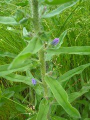 Echium vulgare