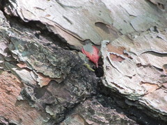 Triatoma sanguisuga