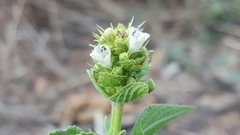 Lepechinia caulescens