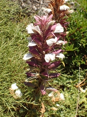 Acanthus spinosus
