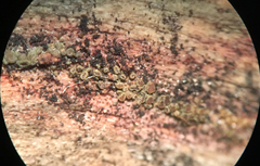 Hyphodiscus theiodeus