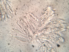 Hyphodiscus theiodeus