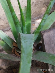 Aloe vera