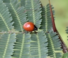Cycloneda sanguinea limbifer