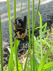 Cuterebra abdominalis