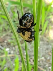 Cuterebra abdominalis