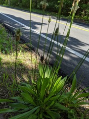 Cuterebra abdominalis