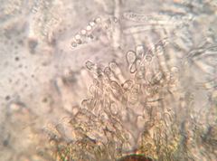 Hyphodiscus theiodeus