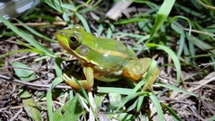 Pelophylax plancyi
