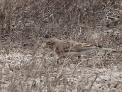 Alaudala heinei