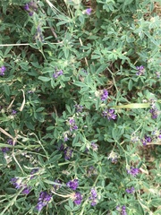 Medicago lessingii