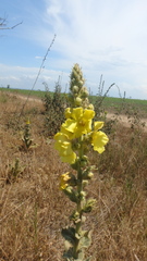 Verbascum ovalifolium