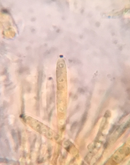 Hyphodiscus theiodeus