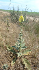 Verbascum ovalifolium