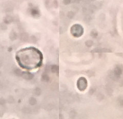 Hyphodiscus theiodeus