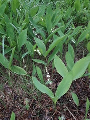 Convallaria majalis