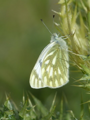 Pontia callidice