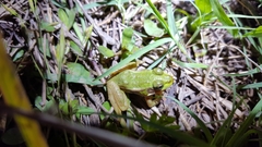 Pelophylax plancyi