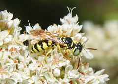 Philanthus crabroniformis
