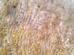 Hyphodiscus theiodeus