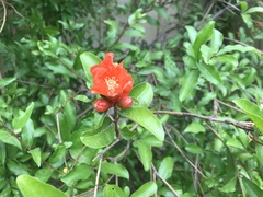 Punica granatum