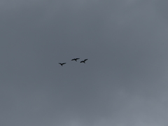 Haematopus ostralegus