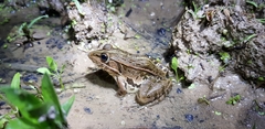 Pelophylax nigromaculatus
