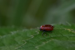 Cryptocephalus coryli