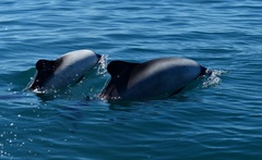 Cephalorhynchus commersonii