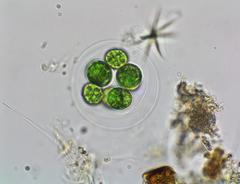 Asterococcus