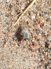 Acrosathe annulata