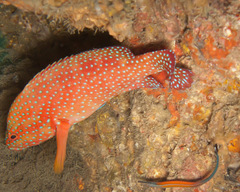 Coral grouper