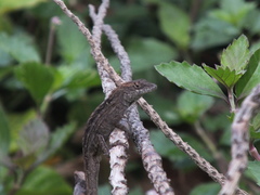 Anolis sagrei