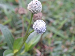 Spilanthes urens