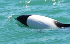 Cephalorhynchus commersonii