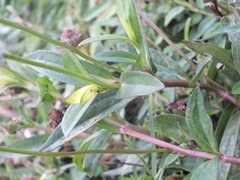Spilanthes urens