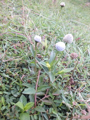 Spilanthes urens