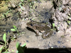 Pelophylax nigromaculatus