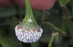 Thomisidae