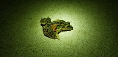 Pelophylax nigromaculatus