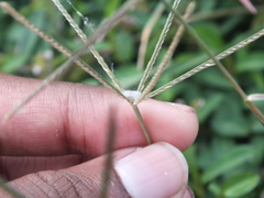 Thomisidae