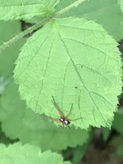 Philodromus marxi