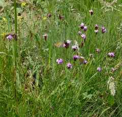 Dianthus pontederae
