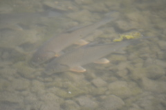 Carpiodes cyprinus