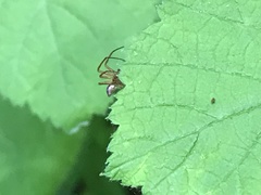 Philodromus marxi